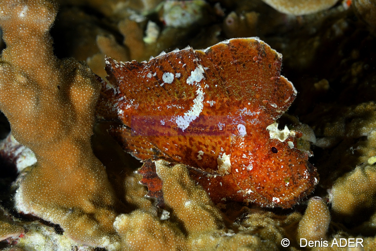 Taenianotus triacanthus Poisson feuille scorpion-Tomia Marimabuk reef-5m-20180526nuit-Denis-ADER-DSC_1076_tn.jpg